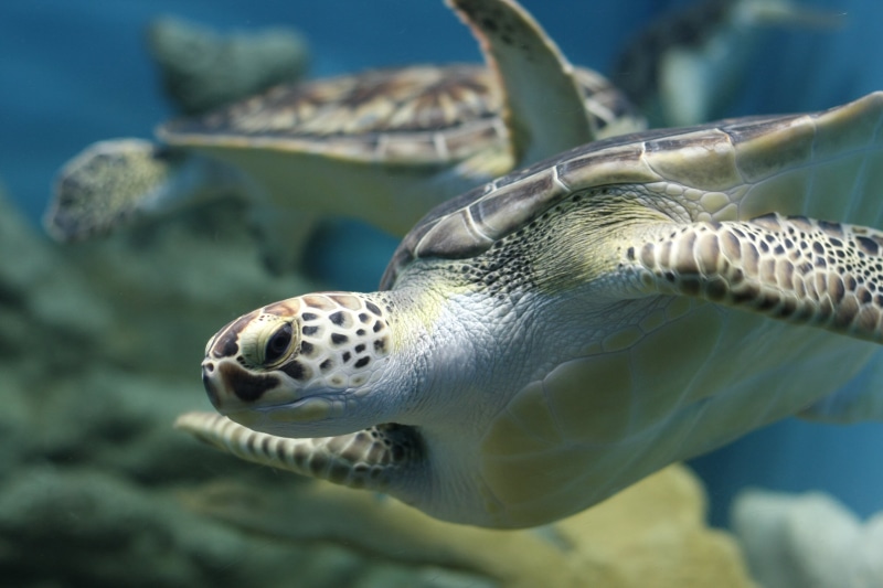 4K, animal, sea  turtle, under the sea, sea turtle, nature, swimming, sea, wildlife, reef, underwater, turtle, tortuga