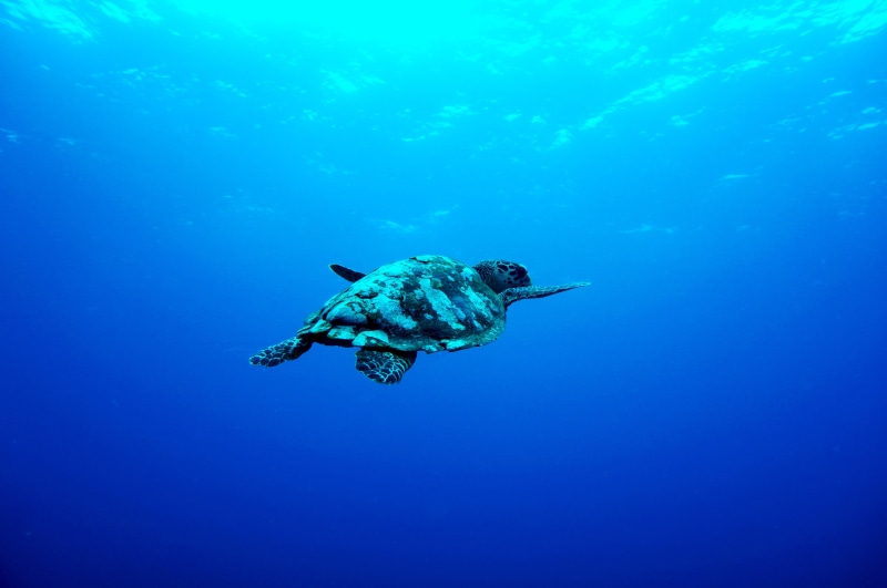 turtle, underwater, white, brown, animals in the wild, animal themes, sport, blue, 4K, animal wildlife, animal, swimming, aquatic sport, adventure, water