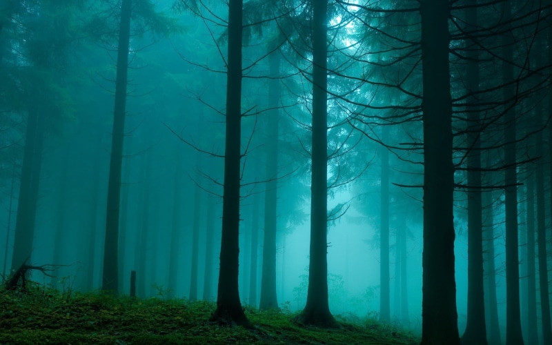 beauty in nature, tranquil scene, turquoise, scenics - nature, non-urban scene, trees, environment, 1080P, bamboo - plant, tree trunk, forest, hazy, pine
