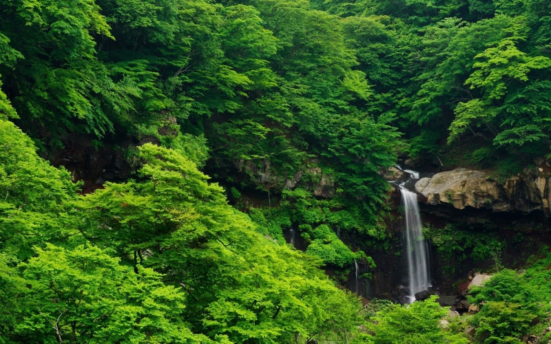 rainforest, trees, land, motion, non-urban scene, flowing water, nature, waterfall, landscape, outdoors, lush foliage, tranquil scene, tree, growth, green