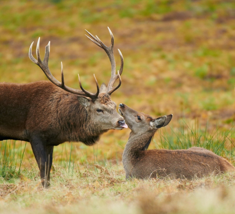 antler, Animals, image, stag, environment, reds, photo, Peter Jones, day, mammals, Red deer, wild, outside, wildlife, Our world, Leicestershire, fresh air