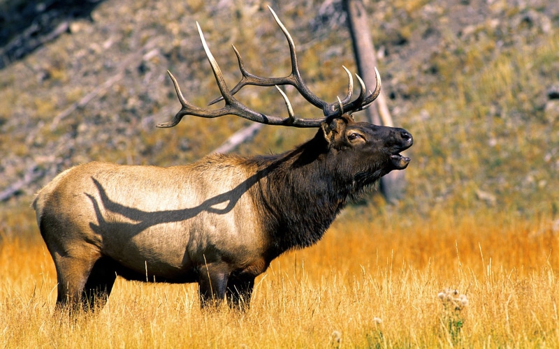 nature, plant, no people, land, herbivorous, grass, park, mammal, national, state, desktop, 4K, animal, mobile, phones, yellowstone, antler