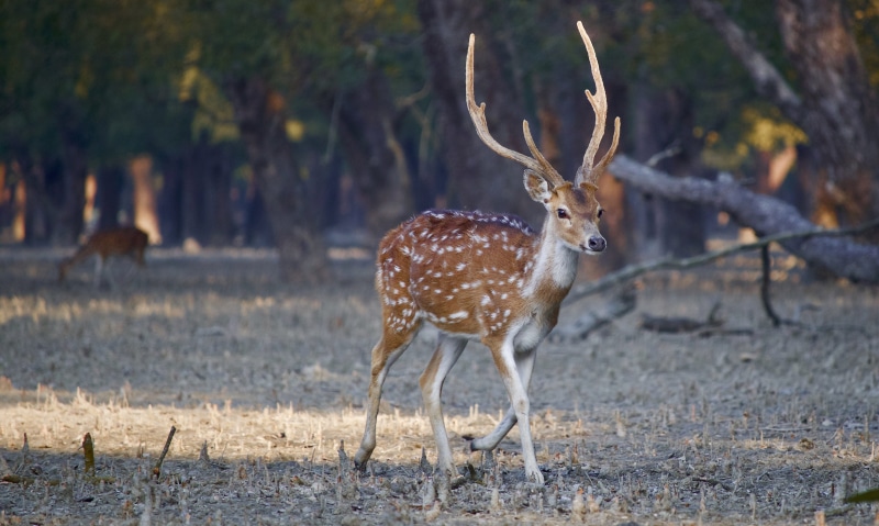 impala, land, daytime, elk, herbivorous, wildlife, antelope, day, sundarbans, outdoors, nature, tree, spotted deer, no people, mammal, bangladesh, white