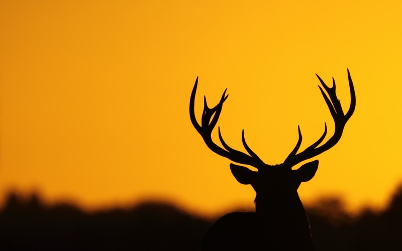 herbivorous, one animal, antler, copy space, orange color, standing, outdoors, beauty in nature, 2K, animal, animal head, mammal, no people, sunset, silhouette