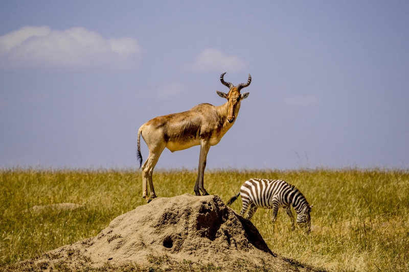 grass, safari Animals, Masai Mara, wildlife, nature, mara, wildlife Reserve, brown, africa, antelope, Zebra, mammal, masai, Cokes Hartebeest, plain, animal
