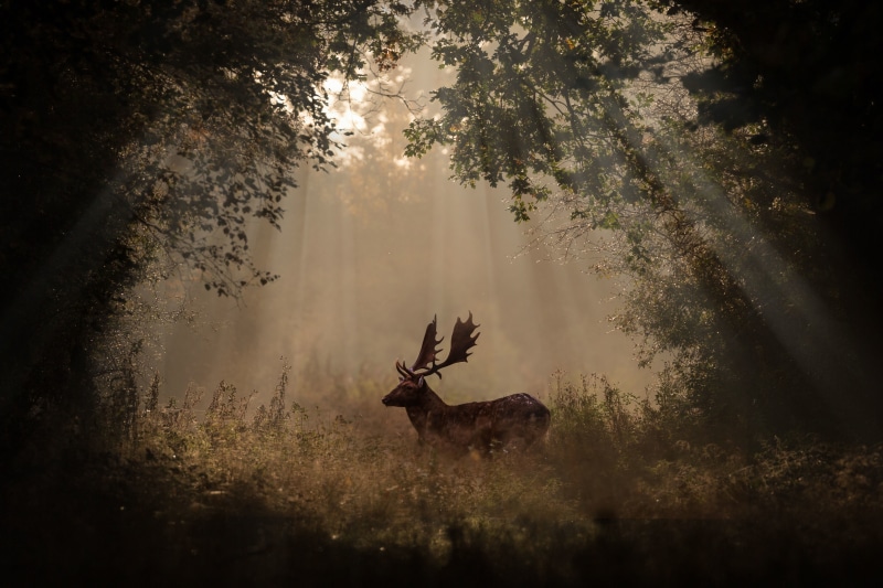 tree, deer, no people, 5K, antler, animal themes, herbivorous, plant, field, mammal, land, outdoors, brown, mammals, moose, animals, nature, one animal