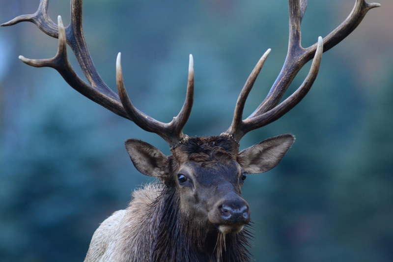 mammal, near, horned, animal, gray, wildlife, nature, 5K, trees, deer, outdoors, antler, standing