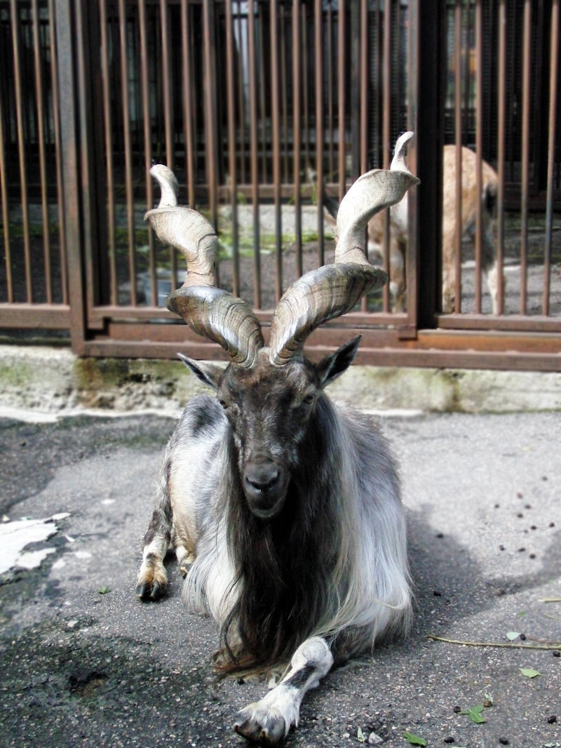 zoo, day, portrait, vertebrate, antler, wild, wild animal, animals in captivity, horned, deer, animals in the wild, sitting, goat, herbivorous, animal wildlife