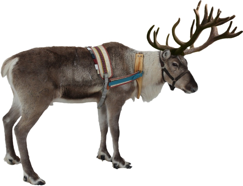 isolated white, decoration, gift, copy space, herbivorous, december, full length, mammal, indoors, antler, card, photo, no people, profile view, one animal