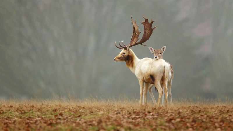 one animal, full length, selective focus, 1080P, animal, nature, male animal, deer, vertebrate, moose, white, standing, animal wildlife, fawns, day, baby animals