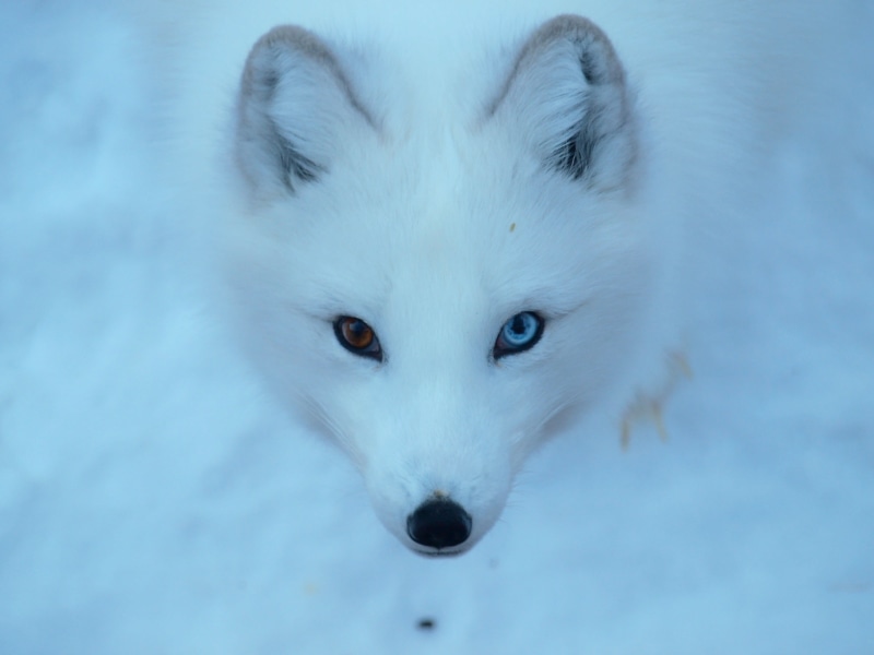 wolf, pets, white, mammal, animal, photo, arctic, 2K, fox