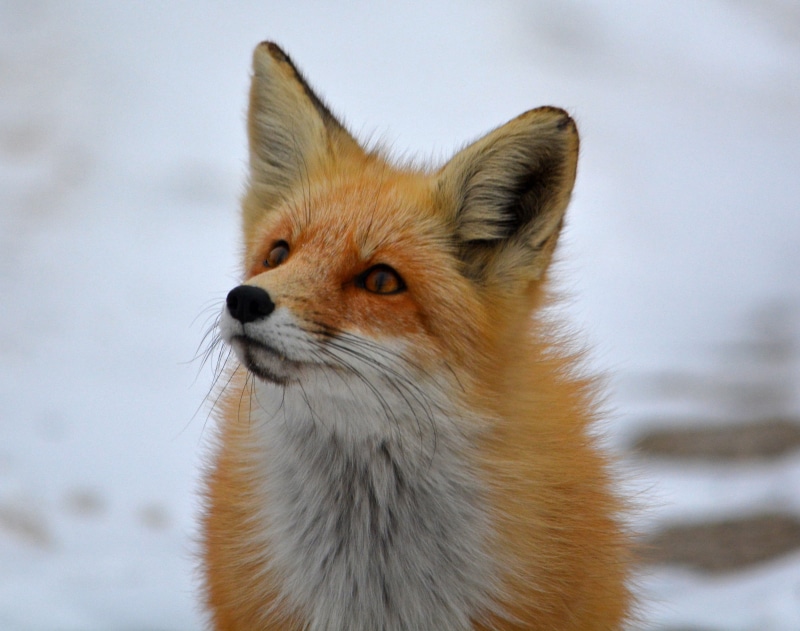 arctic, wildlife, fox, 2K, mammals, animals In The Wild, mammal, animal, Arctic fox, nature, foxes, white, animals, orange, red Fox
