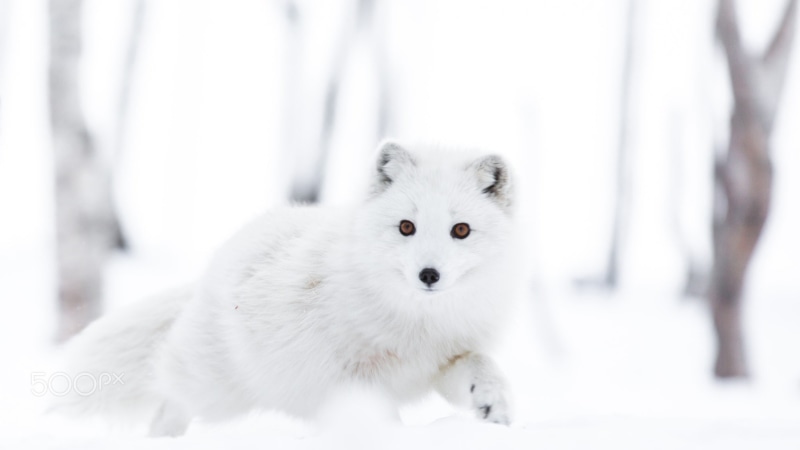 domestic animals, snow, mammal, no people, young animal, animals, animal themes, one animal, domestic, pets, animal wildlife, animals in the wild, looking at camera