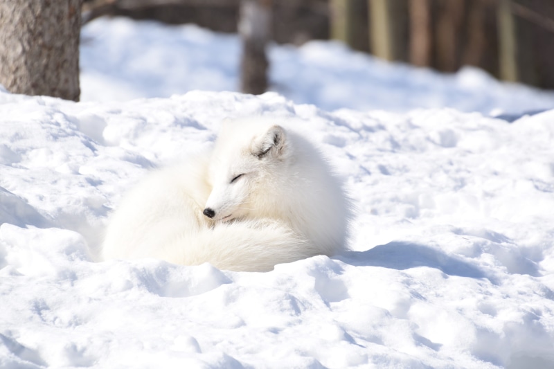 arctic, portrait, day, no people, fox, nature, animal wildlife, relaxation, rest, white color, snow, animal, sleep, animals in the wild, mammal, winter