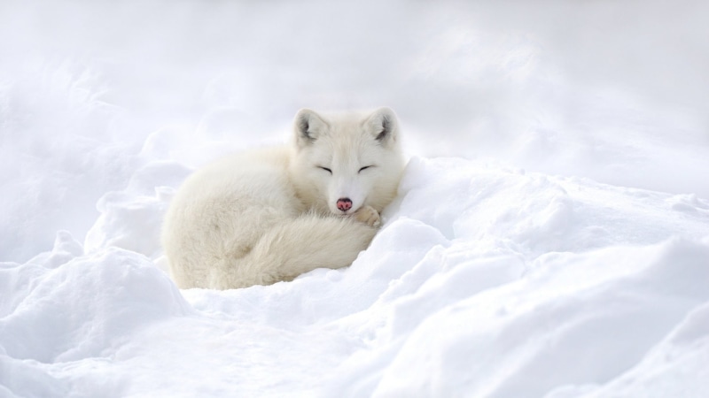 Sleeping, Dogs, Arctic Fox, White, 1080P, Snow, Wildlife
