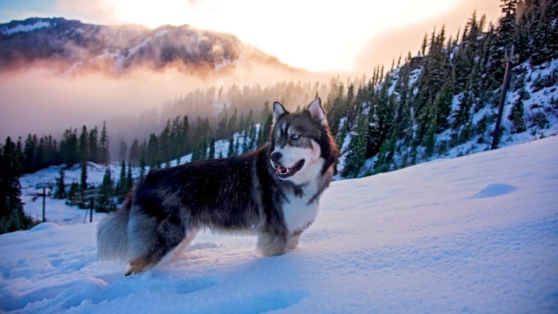 husky, dog, cloud, snow, sky, freezing, mist, fog, sled dog, dog breed, arctic, 1080P, mountain, siberian husky, winter