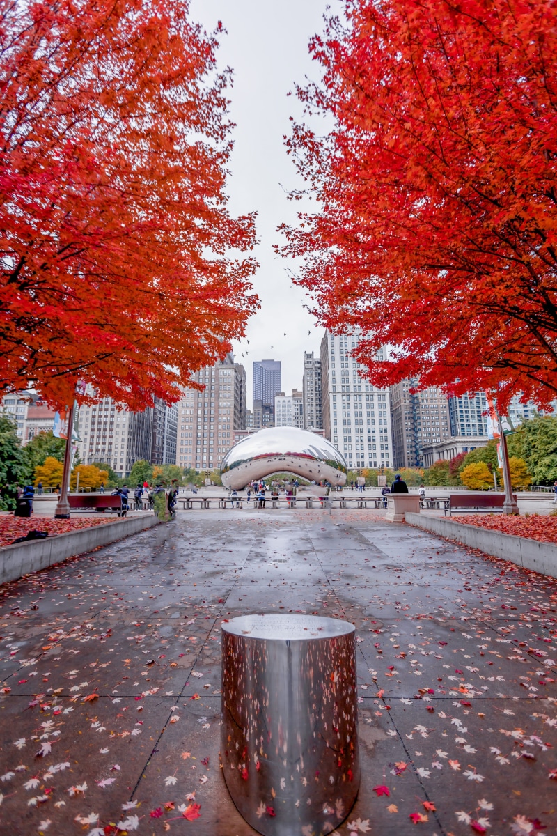 nature, city, season, the way forward, footpath, 5K, direction, metal, built structure, chicago, outdoors, park, tree, plant, street, maple leaves, trees