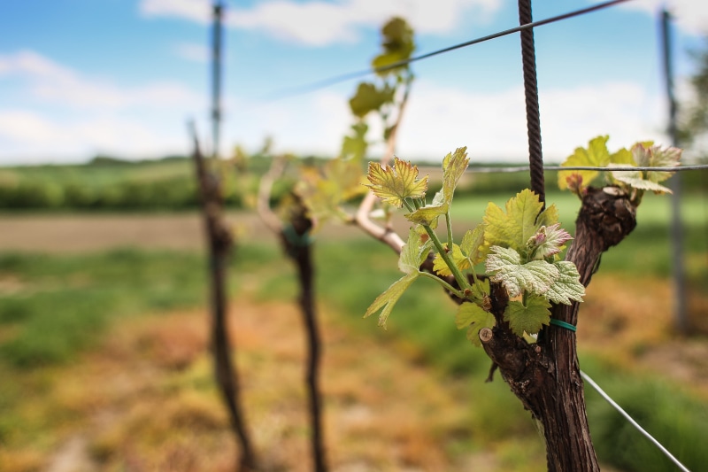 crop, farm, no people, animal, fence, tree, agriculture, outdoors, landscape, winemaking, Season, vineyard, grape, bird, sky, growth, land, vine, focus on foreground