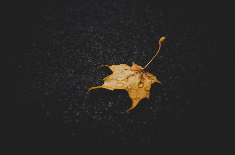 maple, selective focus, closeup, season, water drops, tree, wet, decoration, maple Tree, outdoors, single object, maple leaf, close-up, october, dry, animal body part