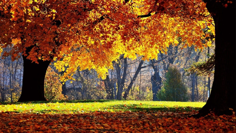 no People, leaves, orange Color, day, season, bright, vibrant Color, plant part, tranquil scene, trees, branch, lush Foliage, beauty In Nature, autumn collection