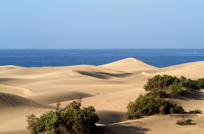 Gran Canaria, desert, sky, environment, outdoors, sand dune, tranquility, sand, arid climate, 4K, Maspalomas, day, water, beach, horizon over water, tree