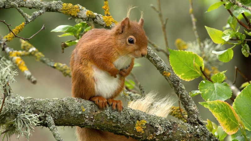 rodent, tree, animals in the wild, outdoors, red, animal, phones, plant part, forest, no people, one animal, mammal, mobile, nature, 4K, squirrel