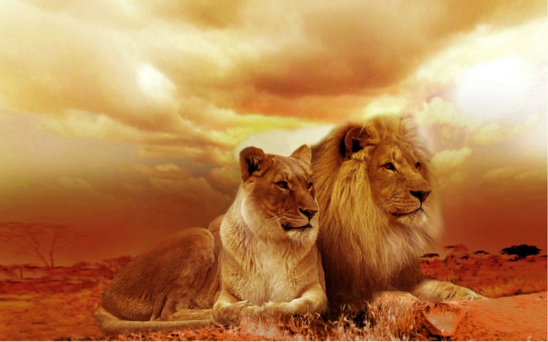 laptops, african, 2K, phones, couple, mobile, hd, lions