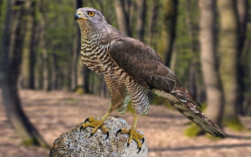 accipiter, bird, phones, mobile, hd, 1080P, laptops, gentilis, goshawk, northern