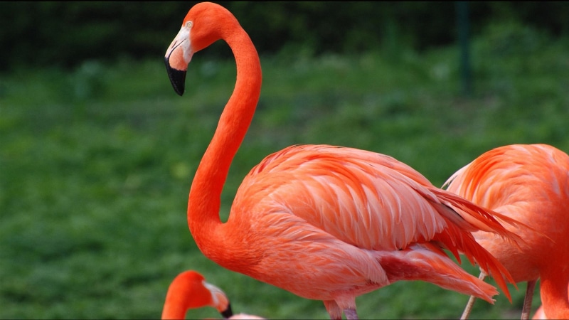 pink color, animal neck, freshwater bird, one animal, plant, laptop, standing, flamingo, mobile, animal, hd, 2K, orange color, bird, animal body part