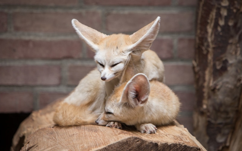 togetherness, animals, brown, animal head, day, care, two animals, no people, mammal, animals in the wild, pets, animal family, animal wildlife, animal themes