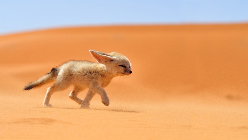 animal themes, motion, animal wildlife, animal, small, nature, mammal, arid climate, outdoors, Desert, landscape, no people, one animal, running, animals