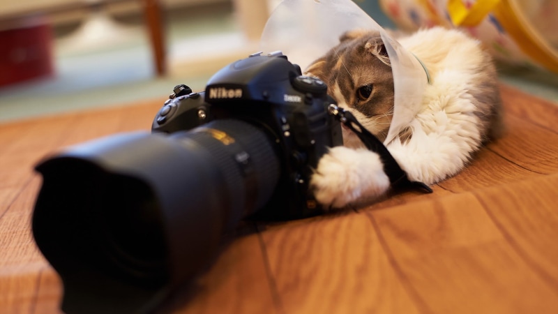 photography themes, animal, fun, animals, camera - photographic equipment, digital camera, indoors, domestic, domestic animals, dslr, Nikon, close-up, lying down