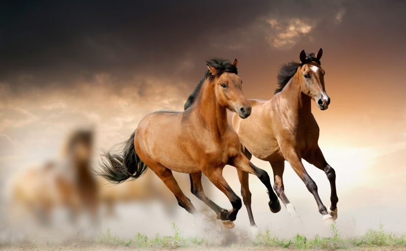 domestic animals, speed, Animals, outdoors, wildness, digital composite, animal themes, livestock, group of animals, animal wildlife, field, land, animal