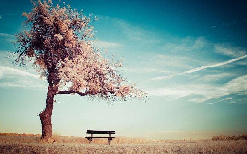 beauty in nature, tree trunk, scenics - nature, plant, nature, clouds, sky, brown, trunk, landscape, tranquil scene, cloud - sky, land, day, field, 2K