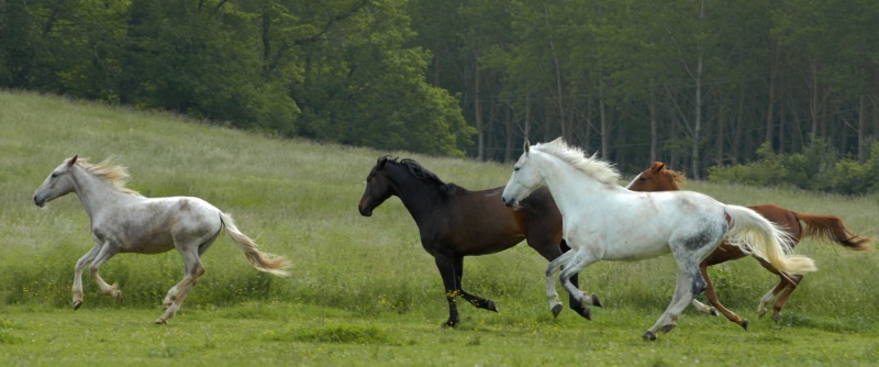 green color, land, white horse, outdoors, livestock, gallop, field, animal wildlife, 4K, prairie, herbivorous, meadow, nature, equine, domestic animals