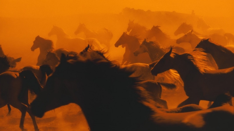 animals, mammal, vertebrate, motion, 1080P, sunset, outdoors, animal wildlife, domestic, silhouette, no people, nature, horse, animals in the wild, group of animals