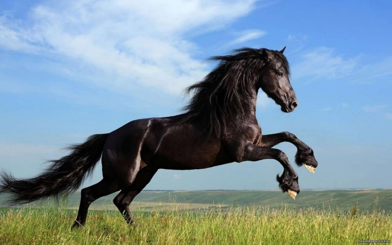 black, domestic animals, animal, horse, no people, nature, cloud - sky, domestic, sky, pets, animals, one animal, day, herbivorous, mammal, livestock, 1080P