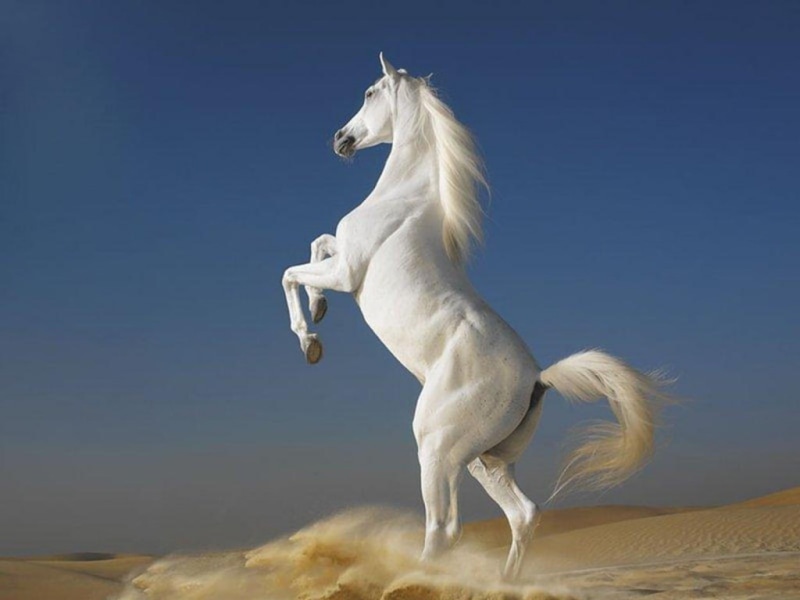 horses, stallions, hd, 480P, arabian, animals, art