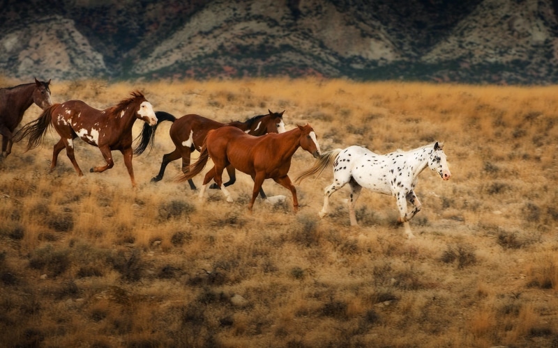 grass, outdoors, horse, plant, animals, day, no people, vertebrate, white, nature, animal wildlife, landscape, horses, field, running, semi-arid, land