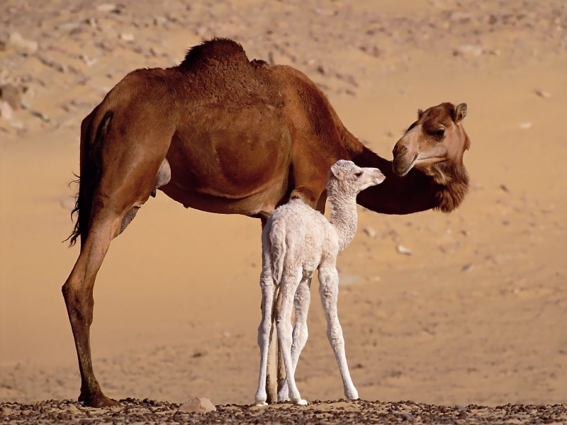 pets, animals, nature, domestic animals, no people, 720P, animal themes, climate, domestic, animal wildlife, arid climate, white, sand, land, field, focus on foreground