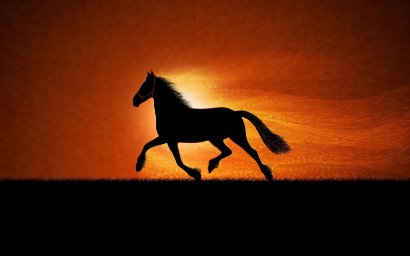 1080P, Horse, Black, silhouette, Running
