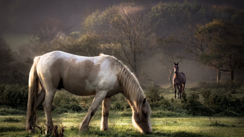 white, animal wildlife, plant, dust, horse, 1080P, field, mammal, livestock, animal, domestic, brown, outdoors, land, day, landscape, nature, herbivorous