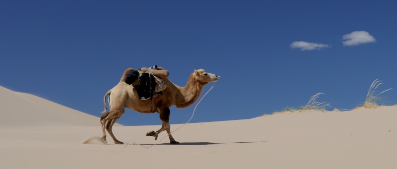 working animal, camel, 2K, mongolia, no people, land, landscape, domestic animals, day, sand Dune, herbivorous, one animal, egypt, side view, pets, animal themes