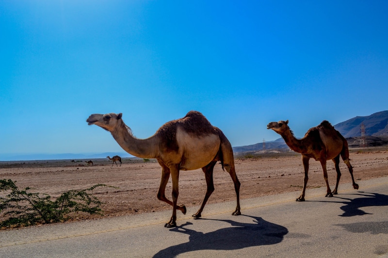 nature, convoy, conrete, 4K, oman, animal, scenics - nature, sahara Desert, camel, arabia, camels, pets, dry, black, outdoors, arabian, dromedary Camel