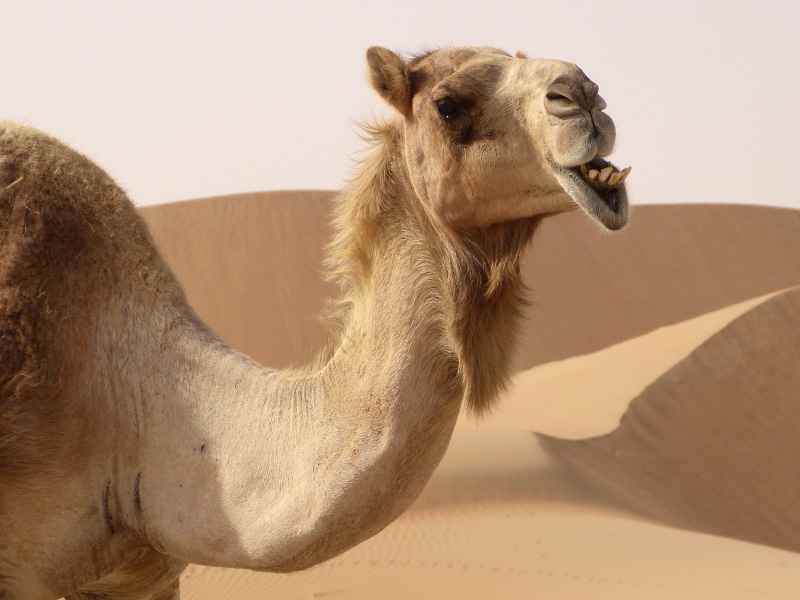 herbivorous, animal body part, animal neck, sand Dune, close-up, sand, mammal, pets, domestic animals, no people, arid climate, one animal, dromedary, close