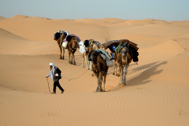 Caravan, desert, atmospheric, domestic, camel, outdoors, Desert, animal themes, field, herd, climate, working animal, environment, Tunisia, group of animals