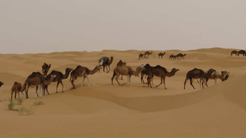 camel, nature, djerba, animal themes, herd, clear sky, sahara, tunisia, group, domestic animals, wüstentour, mammal, land, wide, flock, large group of animals