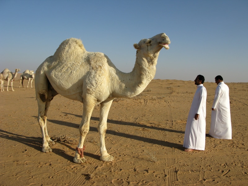 travel Destinations, nature, dromedary Camel, white, africa, camel, mammal, sunlight, man, arid climate, sky, people, arabia, man in white, saudi arabia