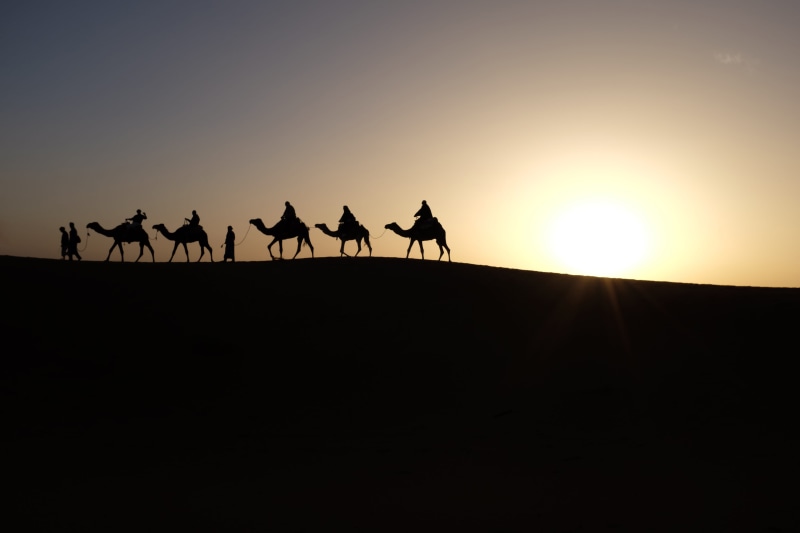africa, nature, domestic animals, people, camel Train, desert, land, 4K, silhouette, mammal, camels, copy space, outdoors, sun, sunlight, safari, sand