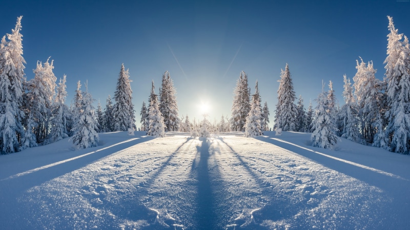 snow, winter, tree, 5K, 8k, forest